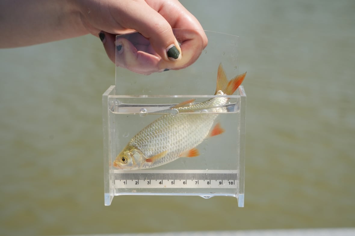 A woman holds a fish inside a little container with a ruler to show its size