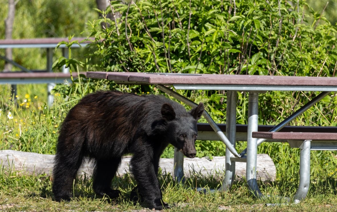 A black bear.