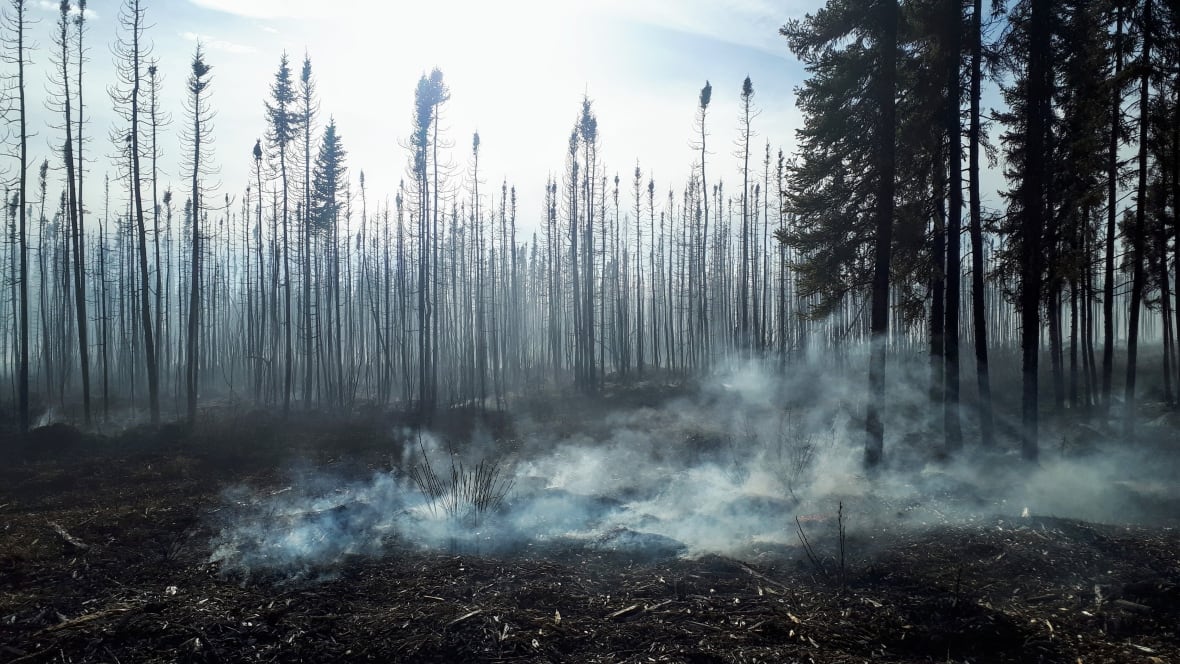An experimental peatland fire set by Greg Verkaik's team to study how fires impact the ecosystem. Fire in peatlands are smoky and smoulder over longer periods of time, releasing carbon into the atmosphere.