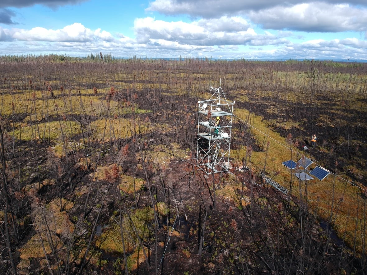 David Olefeldt's team studied this recovering peatland three years after a fire. Olefeldt's research suggest peatlands continue emitting carbon in the years after a fire.
