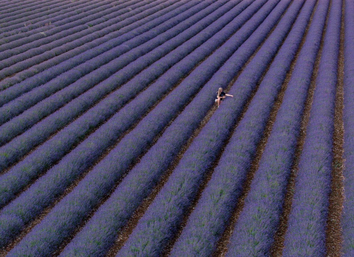 A woman crouches in a row of purple flowers in a field.