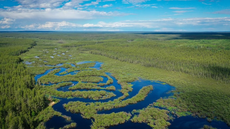 An aerial view of a lush forest and waterways.