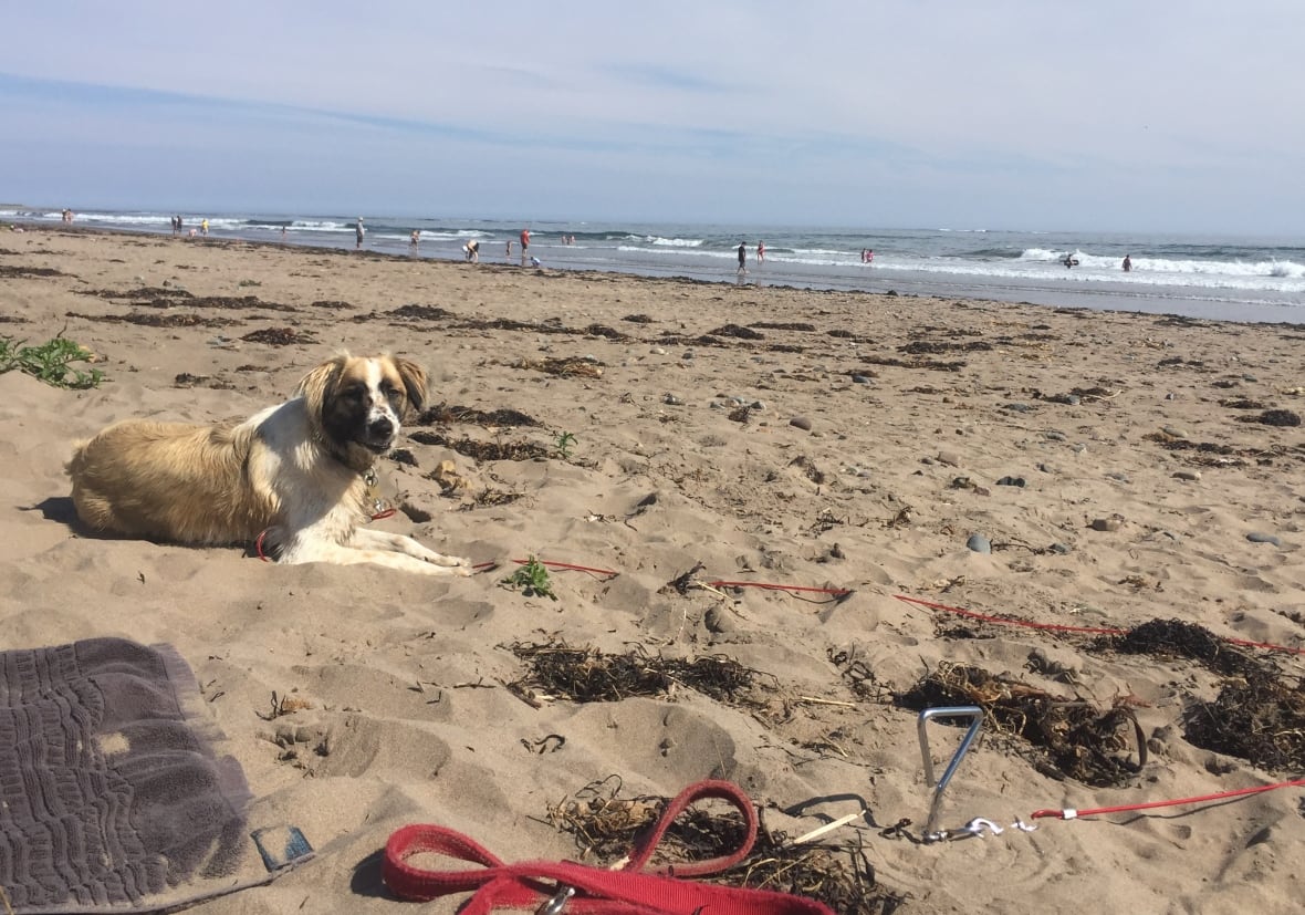 A dog on a leash is pictured on a beach.