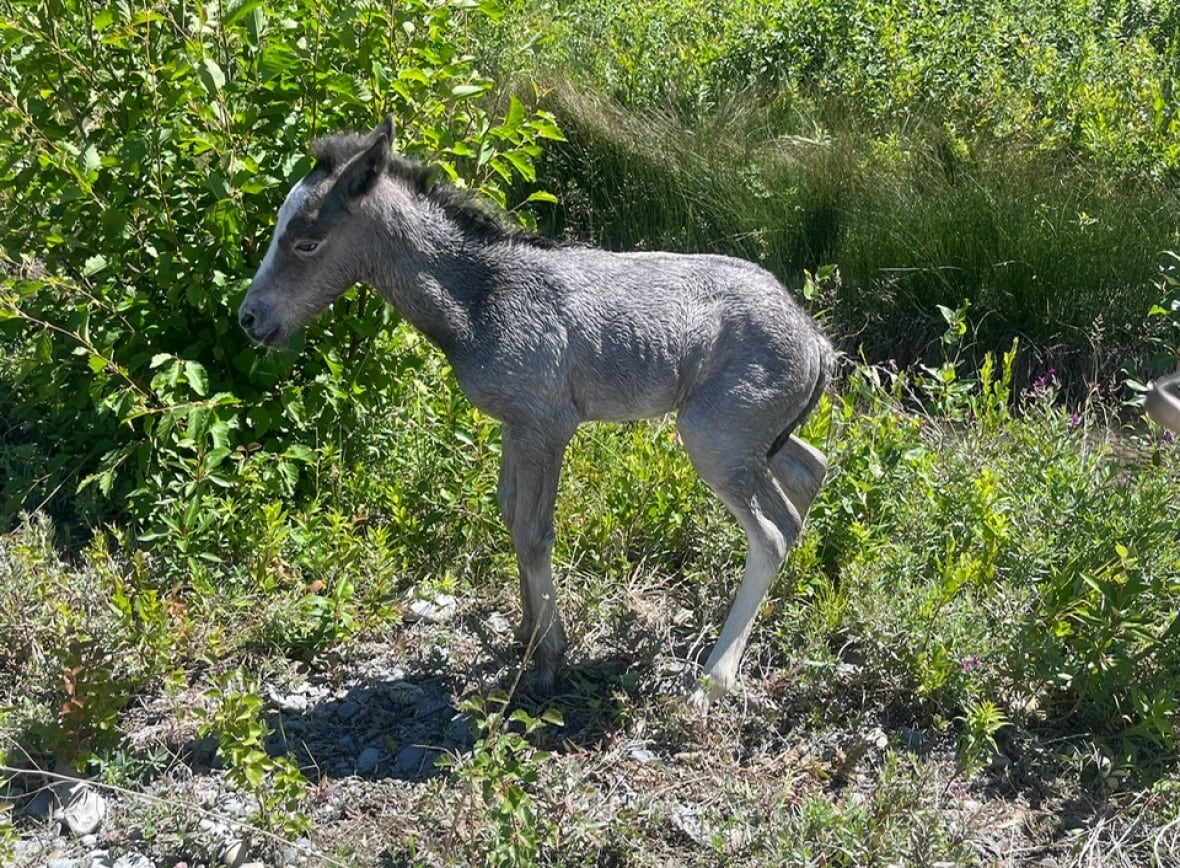 A baby horse.