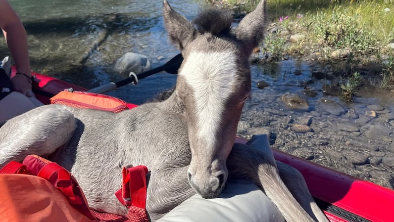 A baby horse in a boat.