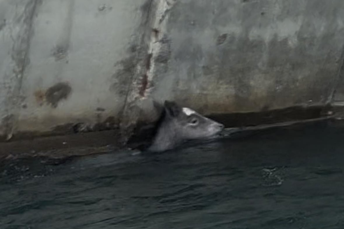 A horse in water.
