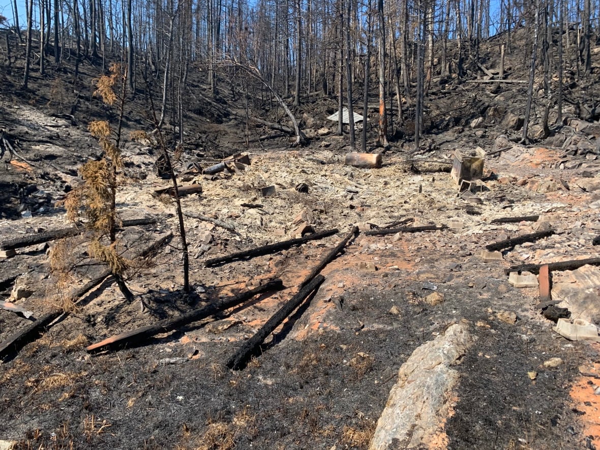 Black trees, burnt grown and charred pieces of wood on the ground