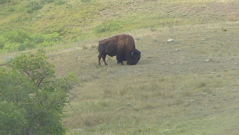 A bison grazes in a paddock at Buffalo Pound Provincial Park.