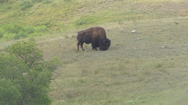 A bison grazes in a paddock at Buffalo Pound Provincial Park.