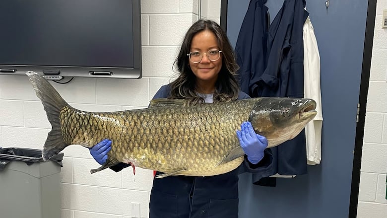 A petite woman holding a very large fish