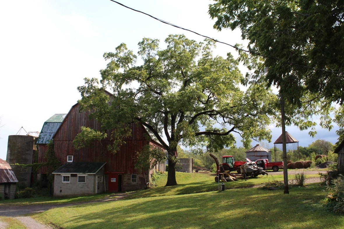 Red barn with green roof, large tree, and farm equipment at Walnutknoll Holstein’s Dairy Farm. Grassy field under a bright sky, rural Ontario setting.