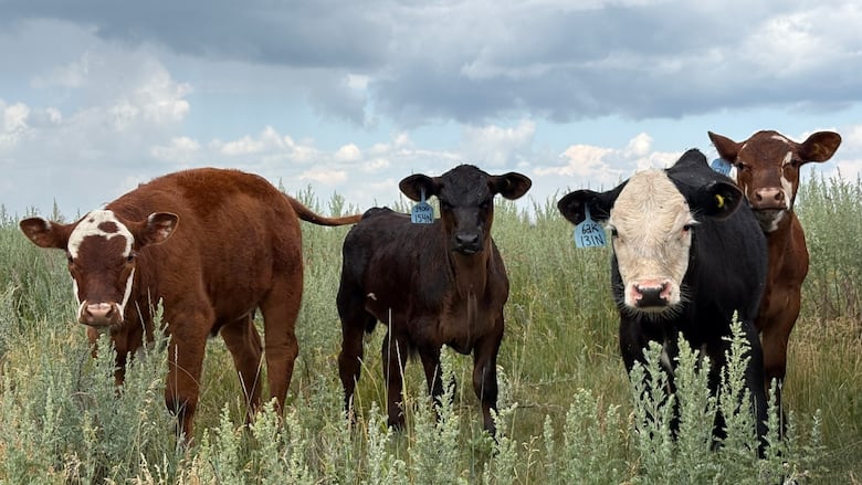 Four calves stand in a field, looking curiously at the person behind the camera.