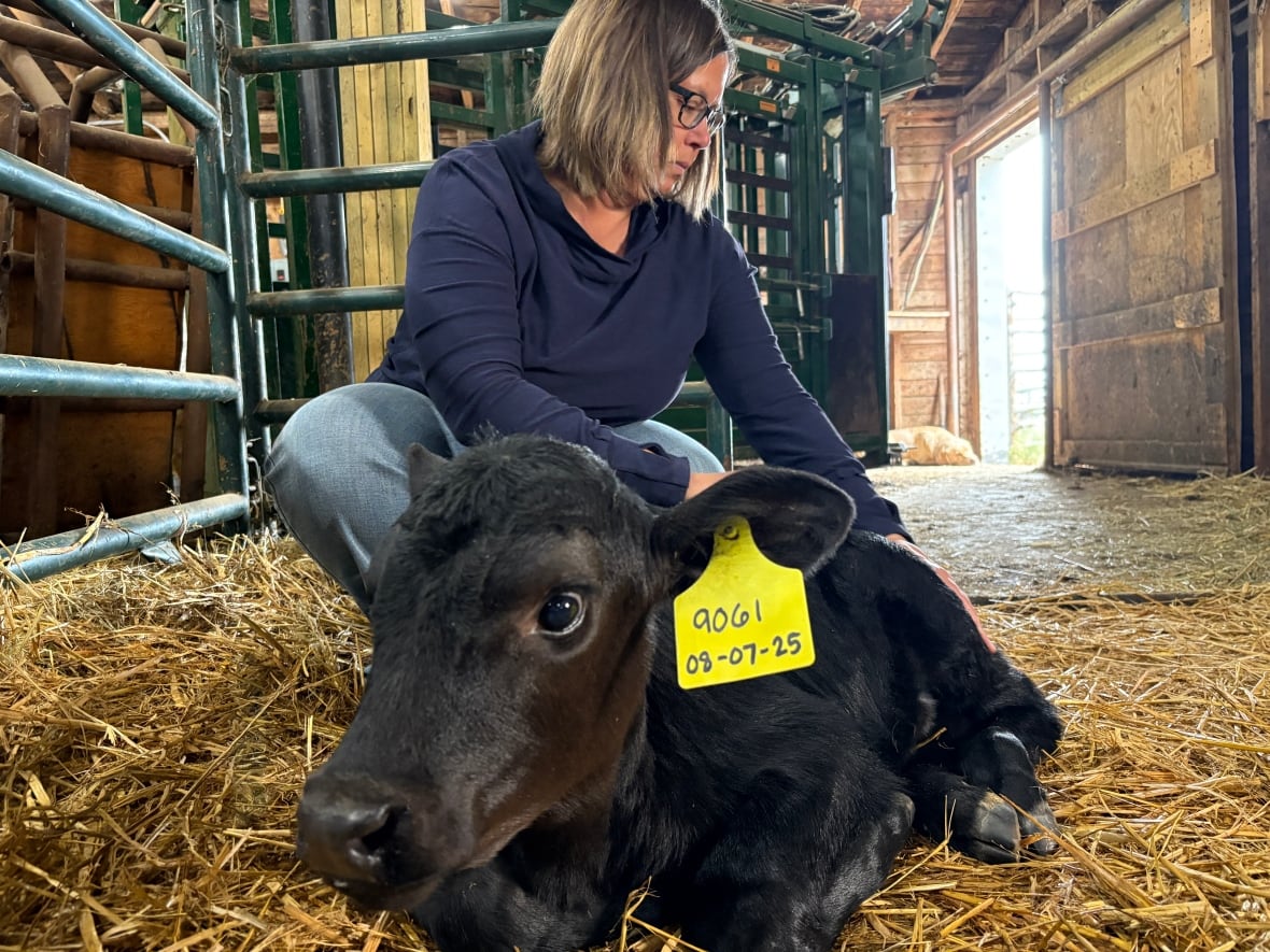 A woman massages a week-old black calf as it lays on straw in a barn.