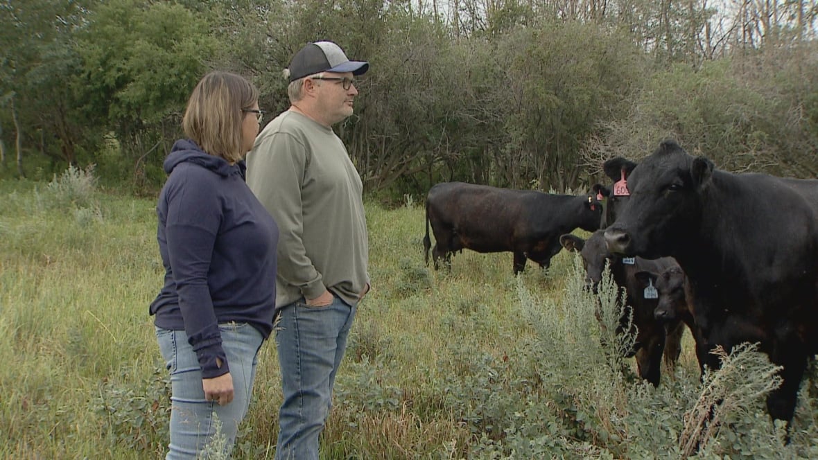 A man and a woman stand in a field, looking at their cattle herd.