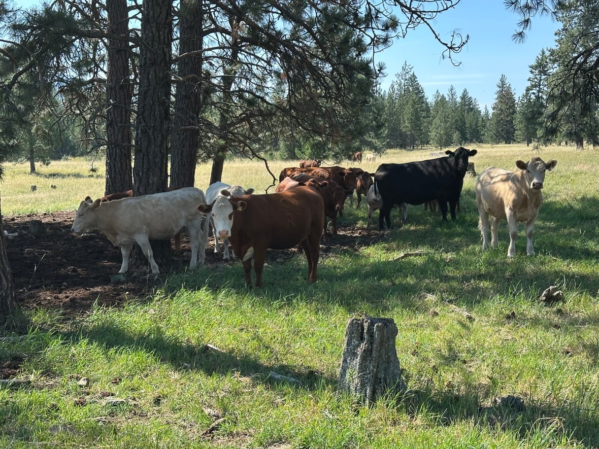 Several cows in a field look at the photographer and into the camera lens.