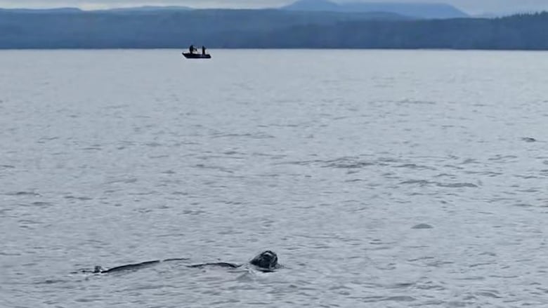 A turtle is seen in the sea with mountains and a boat visible on the horizon.