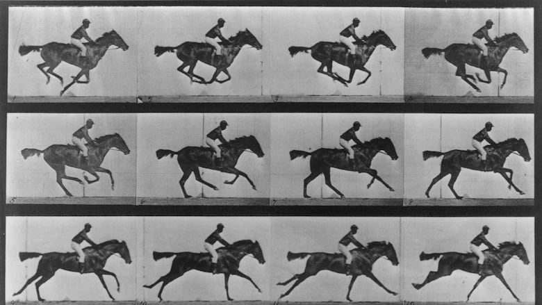 Multiple photos of a horse in motion.