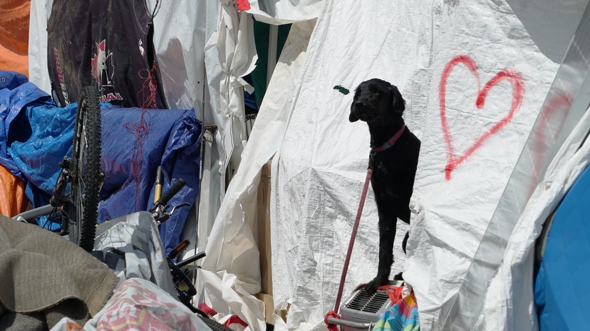 A black dog stands with half its body outside a white tent in an encampment. 