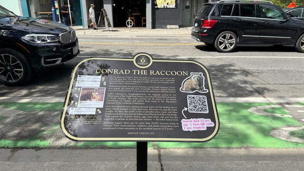Toronto remembers raccoon whose sidewalk death went viral in 2015 | CBC News