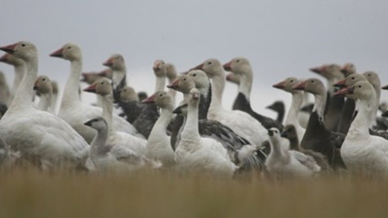 Dozens of birds in a row.