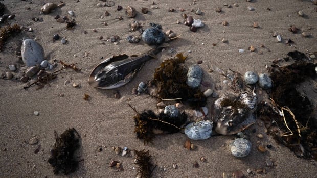 South Australia algal bloom a &#39;natural disaster,&#39; state&#39;s premier says, as species wiped out