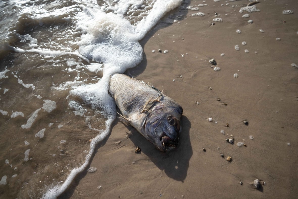 A dead fish by water on the beach