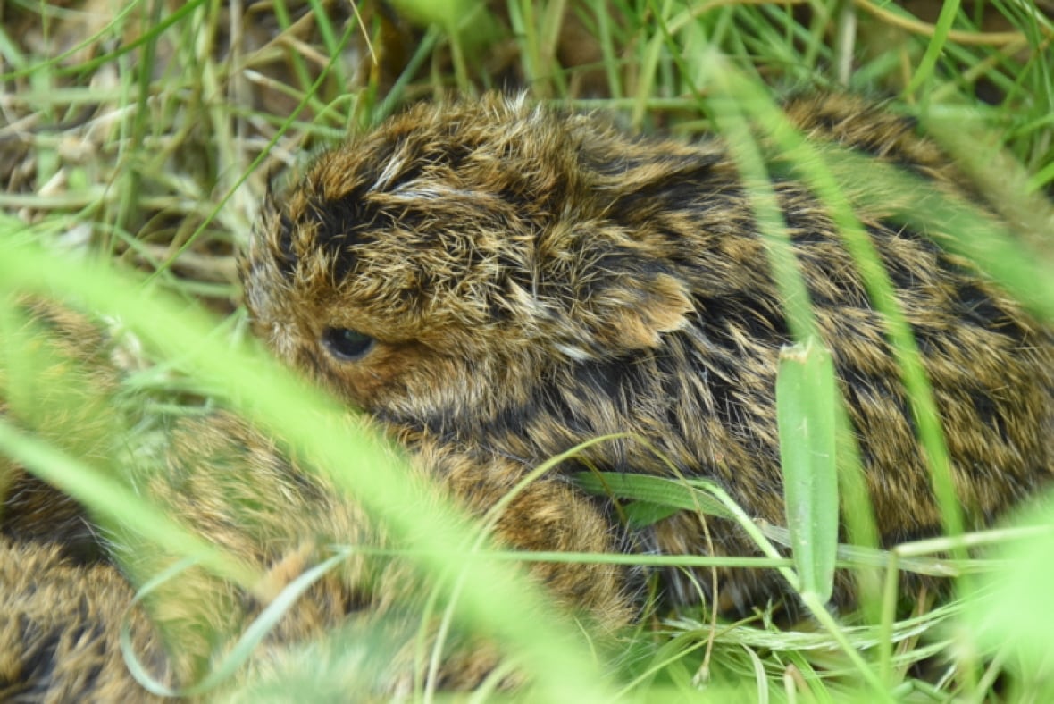 A small snowshoe hare in the grass