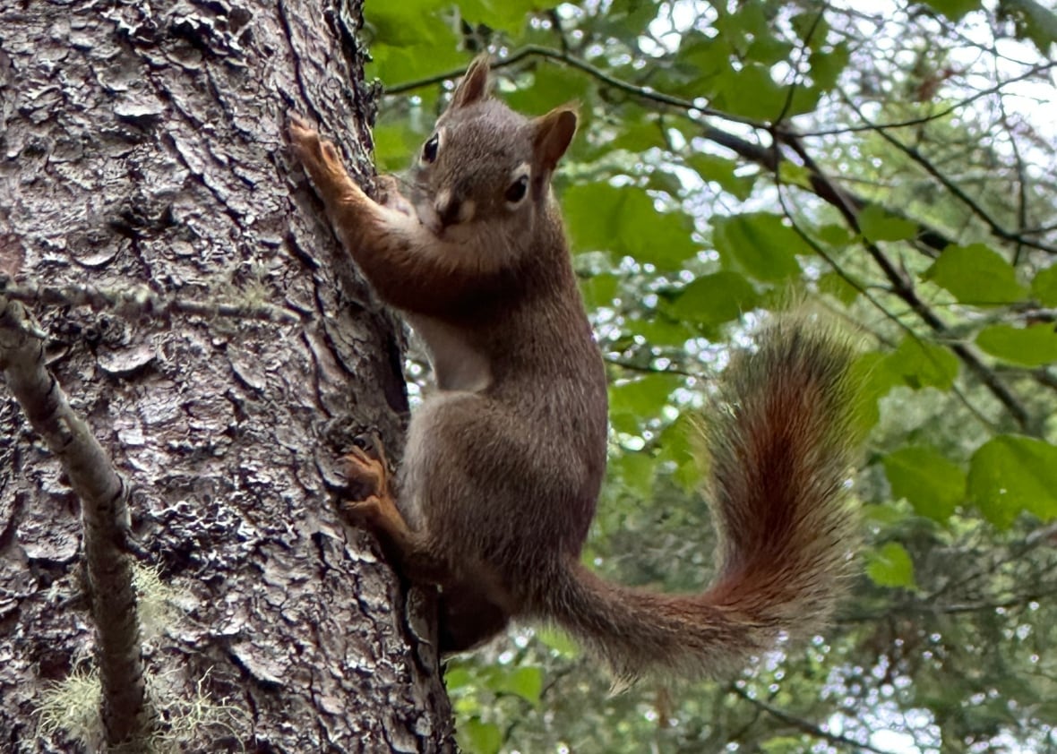 A squirrel clinging to the side of a tree with its tail in the air.