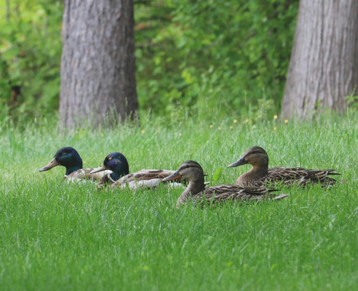 Four ducks lying the grass