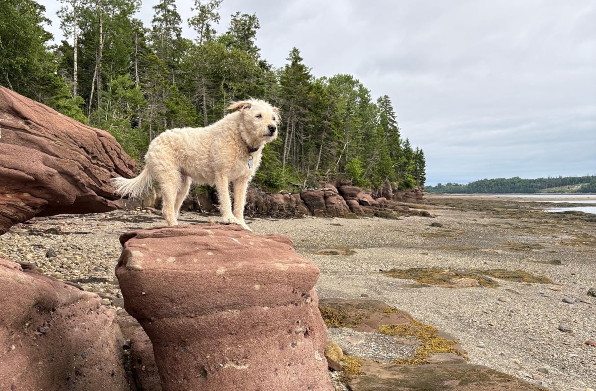 A light-coloured dog standing on a reddish rock on a beach