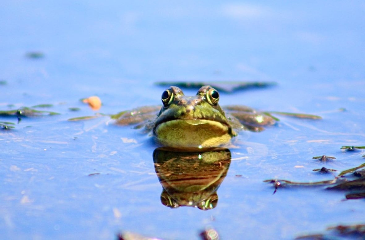 A frog poking out of the water