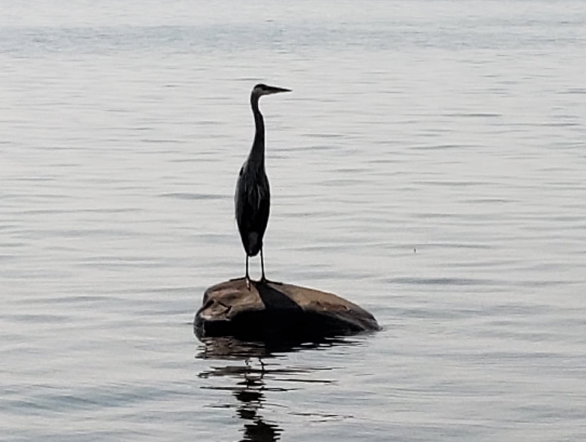 A heron standing on a rock in the water