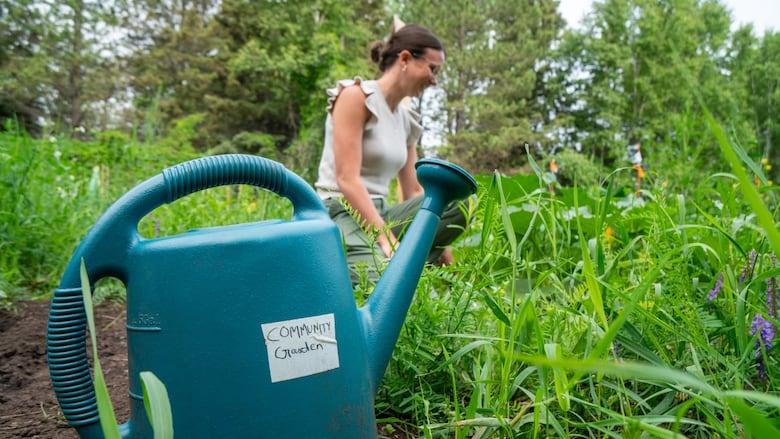 A woman tends to her allotment with a watering can in the foreground.