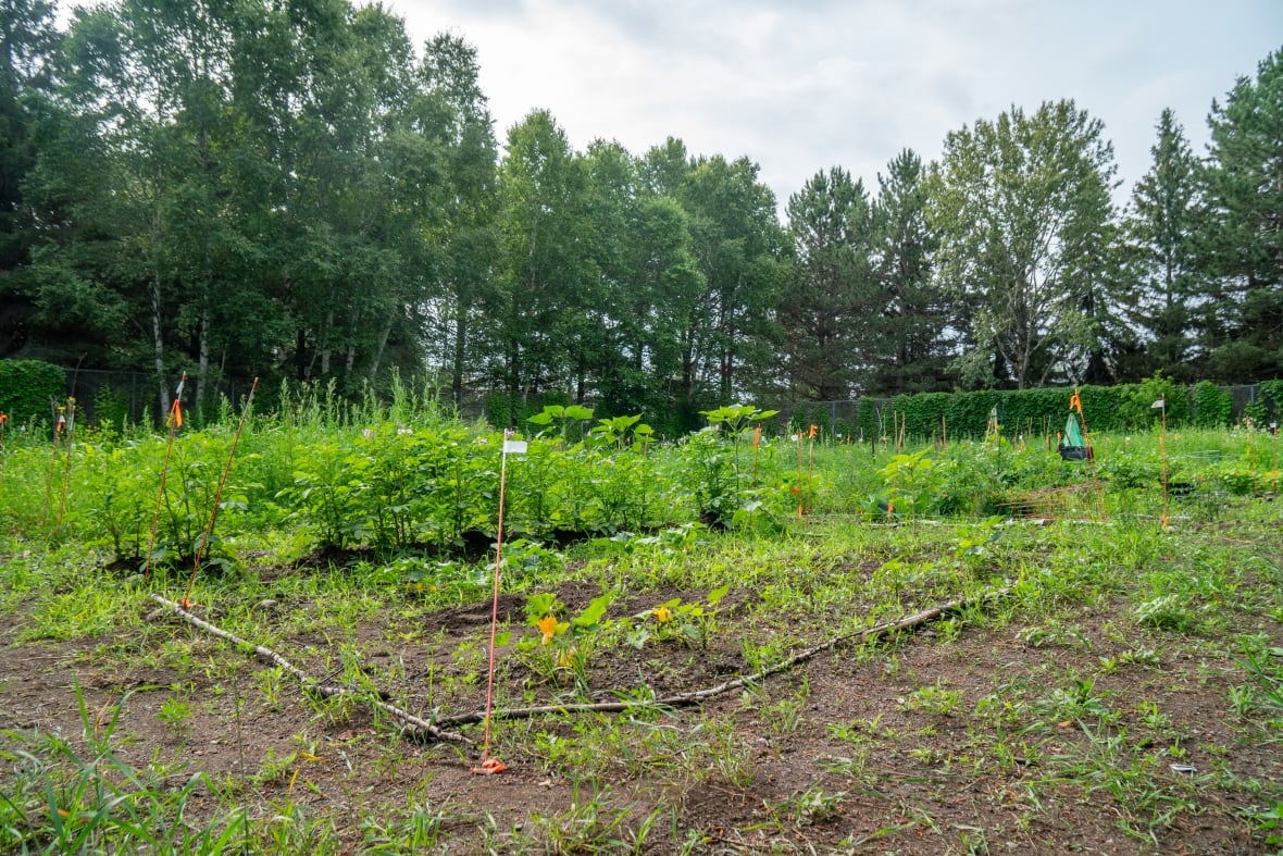 A garden plot
