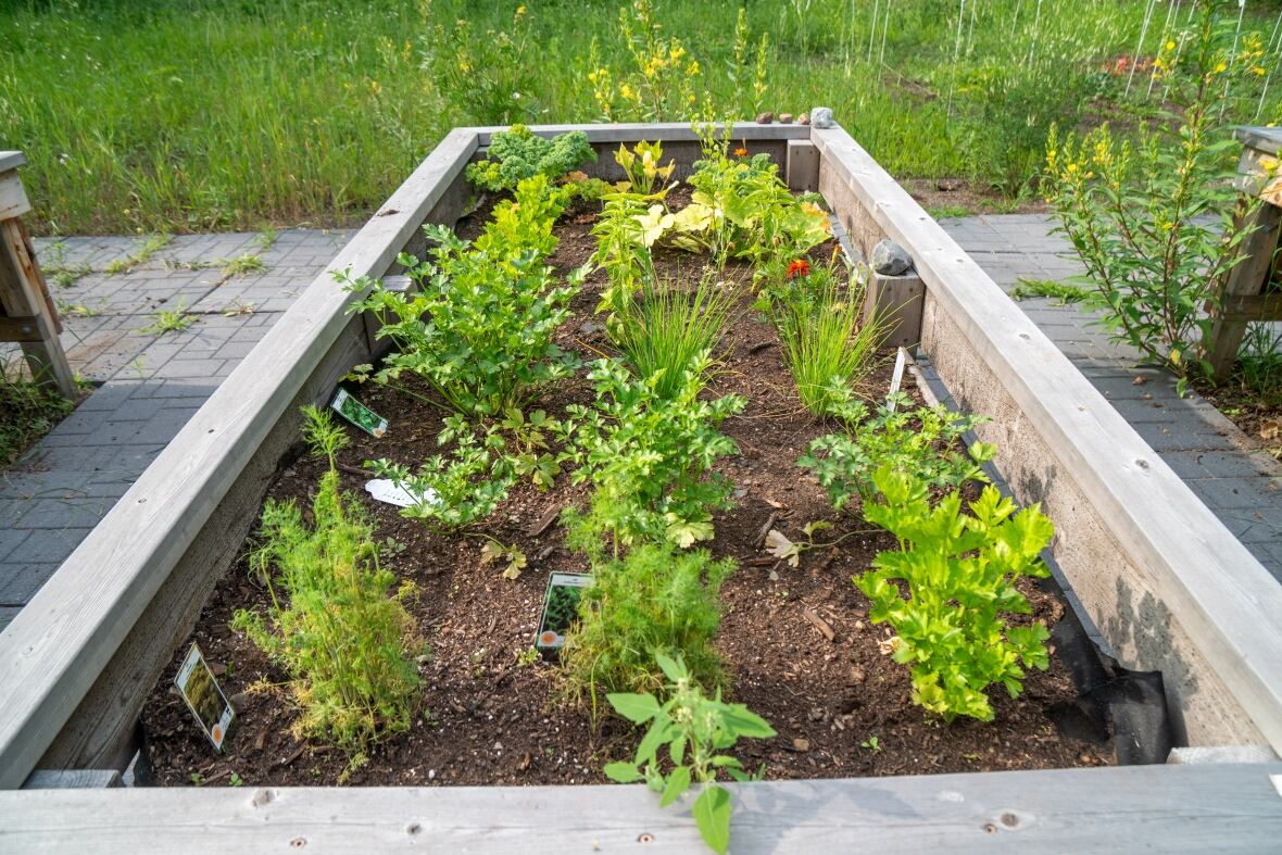 A raised wooden plant with plants growing. 