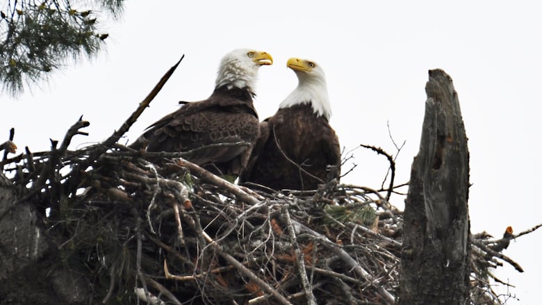 two birds in a nest made of many branches are sitting in a tree.
