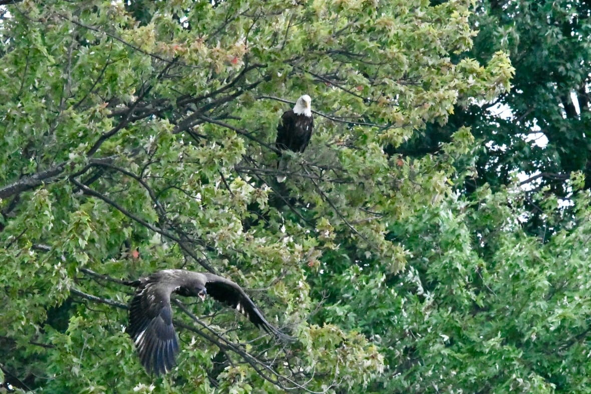 Two eagles perched on tree branches surrounded by many green leaves.