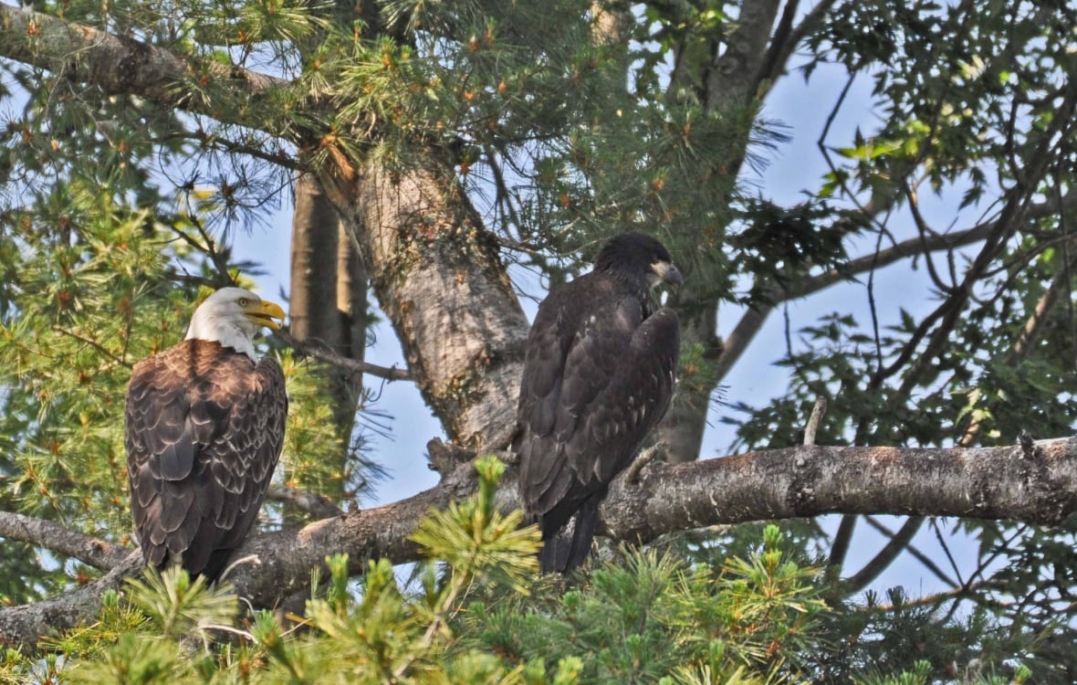 An older eagle with their young adult eagle perched on a branch in Callander Ontario.