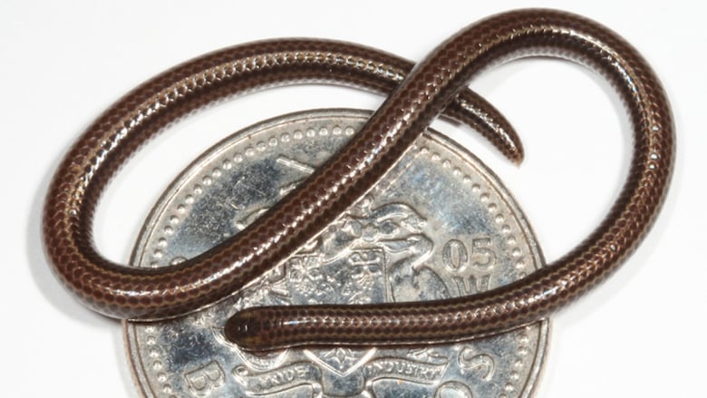 An extremely small brown snake curled atop a Barbados five-cent coin
