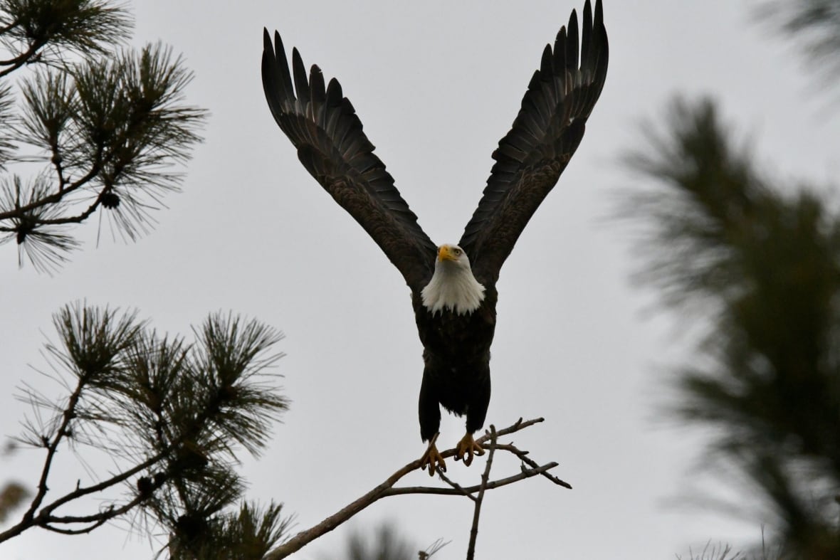 One eagle with spread wings ready to fly from a branch in a tree.