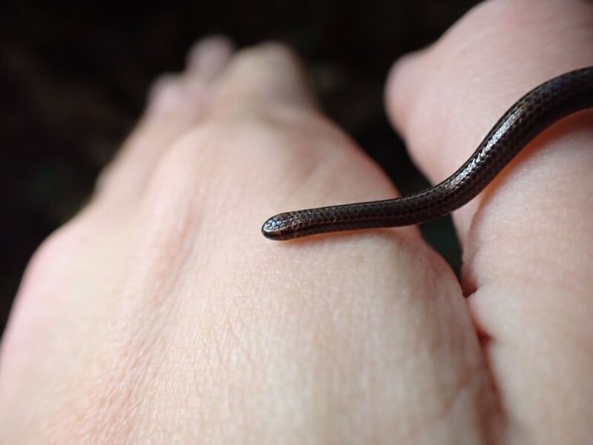 La serpiente marrón oscura brillante, que es más pequeña que los zapatos, es menos que el gusano, se desliza sobre las manos dobladas de una persona.