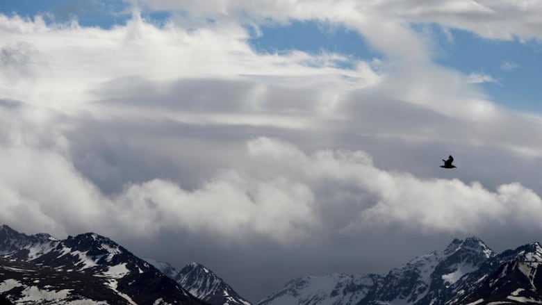 a bird flies in front of a cloud-covered mountains 