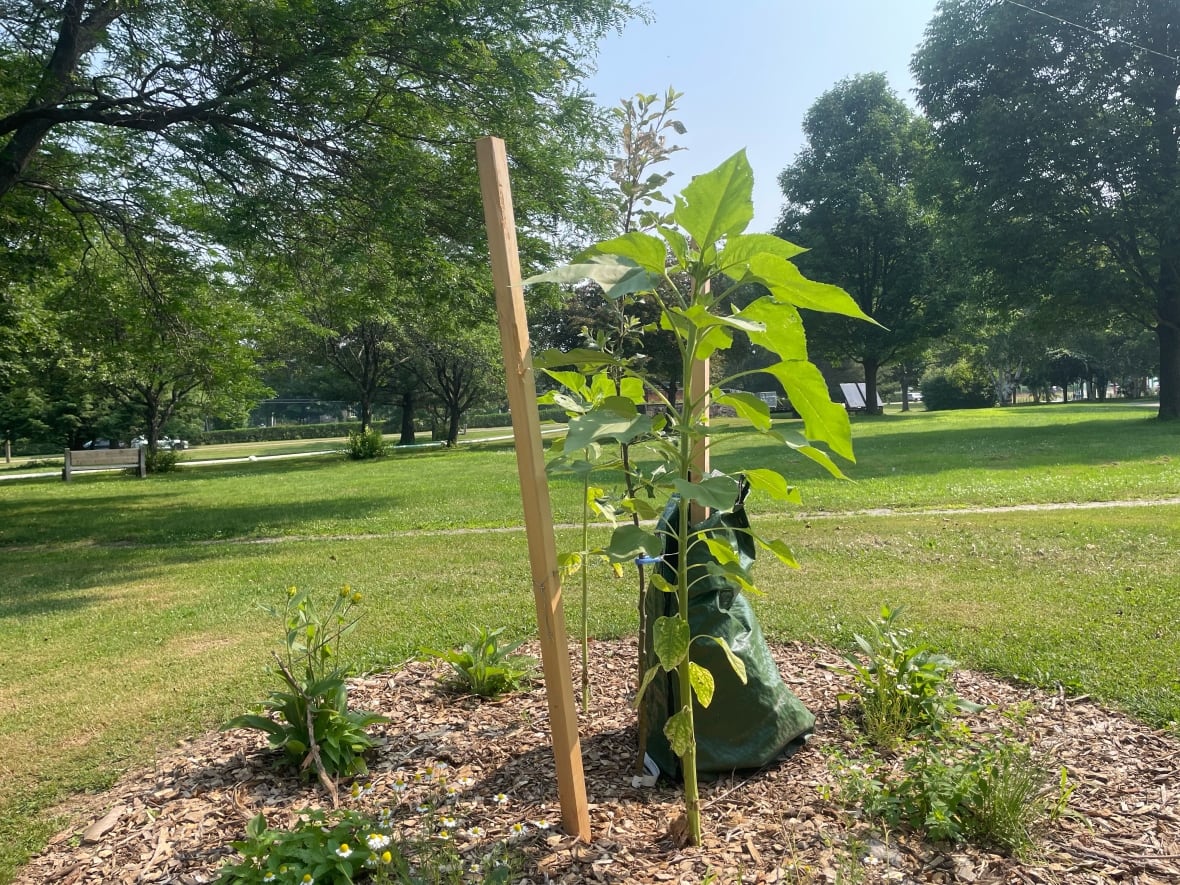 A fruit tree with sunflowers on either side. It is in a mulch circle with small plants on the ground.