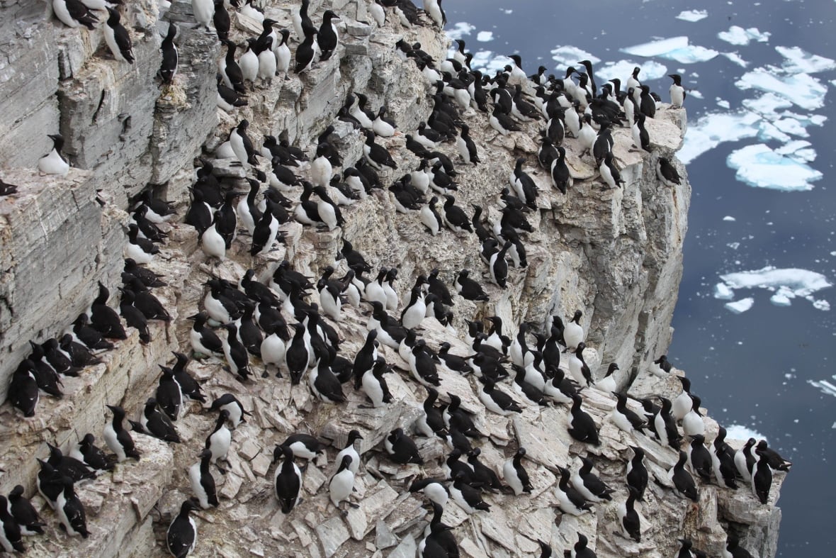 A bunch of birds on a rock.