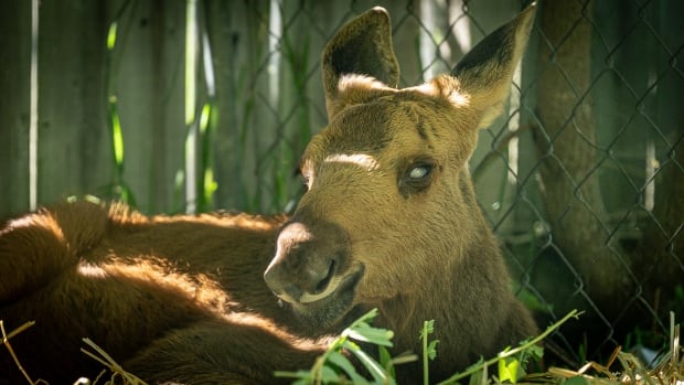 Close up photo of a young moose 
