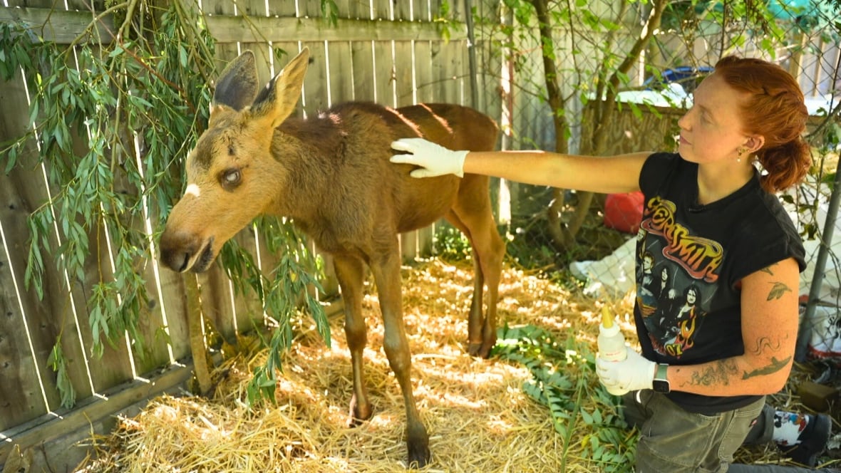 A person pets a young moose in captivity. 