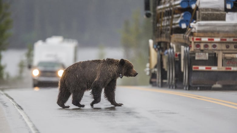 A young grizzly bear, donning a GPS collar, crosses a busy road.