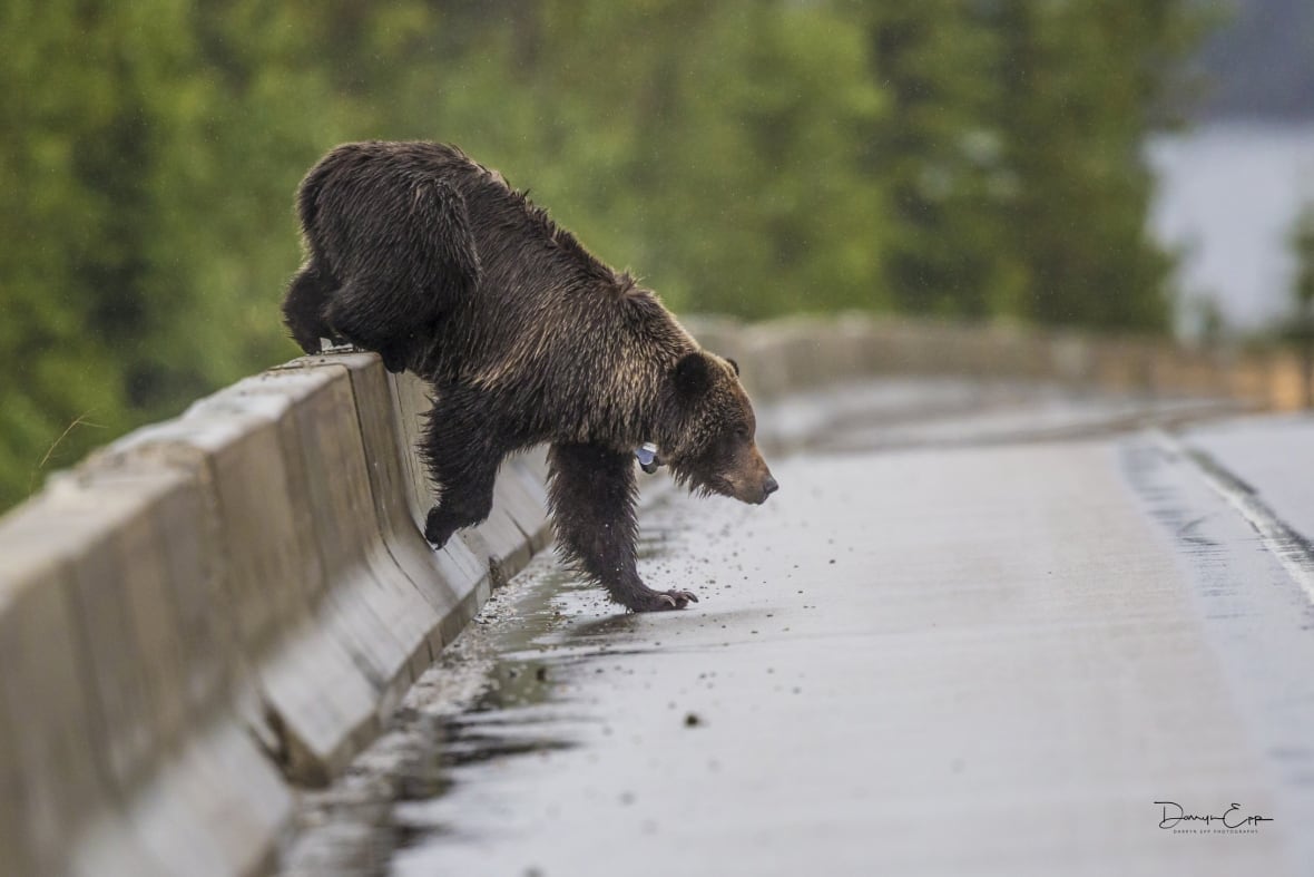 Um jovem urso pardo caminha em uma estrada.