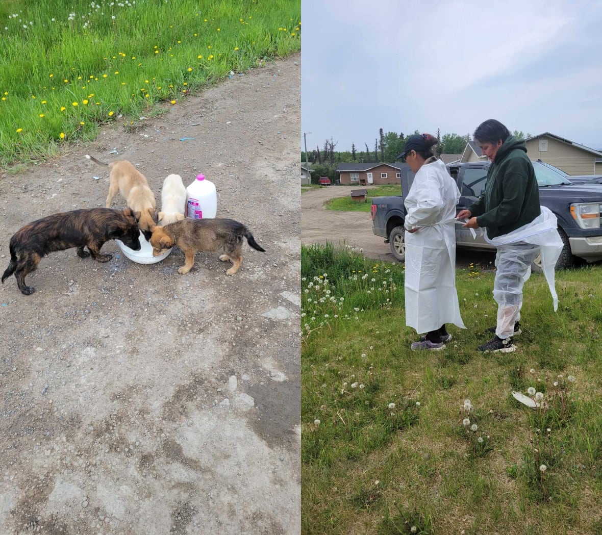 A composite of two images. On the left dogs drinking from a bowl with milk. On the right two people getting on white suits. 