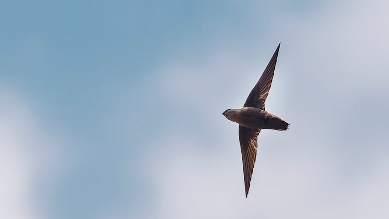 A chimney swift in flight from below